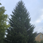 EpicTreeMan's Avatar'