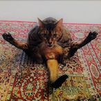 Shammyofdoom's Avatar'