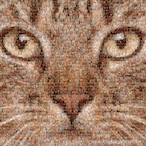 YourEloIsMyElo's Avatar'