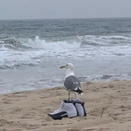 BDN-DannyD's Avatar'