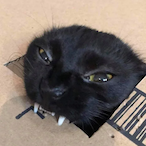 DraculaCat's Avatar'