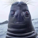 JRflores101's Avatar'