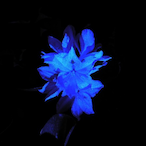 RSPCT_Blume4you's Avatar'
