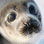 iAimbotBuns's Avatar'