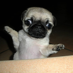 RtPL_PUG's Avatar'