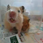 BupringMonitor's Avatar'