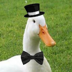 THE_DUCK_'s Avatar'