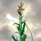 Pvt_Cornstalk's Avatar'