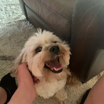 AJAXTHEDOGE's Avatar'