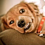 Thoteeus's Avatar'