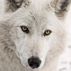 Shady_Wulf's Avatar'