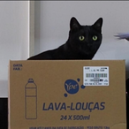 thefox_red's Avatar'