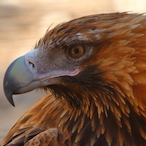 WedgeTail-Eagle's Avatar'