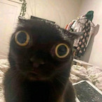 cubbyknight's Avatar'