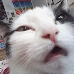 Mattyrdom's Avatar'