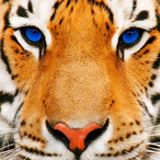 eltigreataca's Avatar