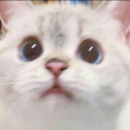 YEEDAV's Avatar'