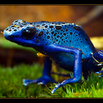 Frogx.-'s Avatar'