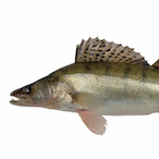 IBP_V2_moikonna's Avatar'