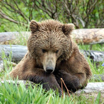 Grylls_the_Gom's Avatar