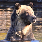 Sniper_Dolphin's Avatar'