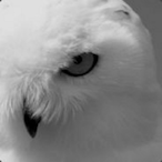 ValdeciJunior's Avatar'