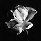Arctyeu's Avatar'