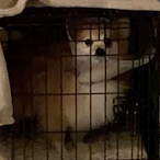 ChillzOreo's Avatar'