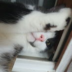 lookmycat_'s Avatar'