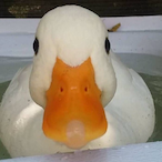 eBenficaD_'s Avatar'