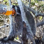 Salty_Sieger's Avatar