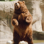 JamalTheGooner's Avatar'