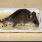 GlueTrapRat's Avatar'