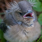 Sil3aaaKG_-'s Avatar'