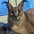 XXIXIIXXIllX's Avatar'