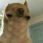 arkirekt's Avatar'