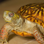 turtle_toes's Avatar'