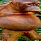 Vrbyl's Avatar'