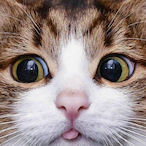 TreeCatOwO's Avatar'