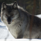 EmbraceTheMetal's Avatar'