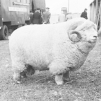 RNGLittledoc's Avatar'