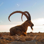Desert.Goat's Avatar'