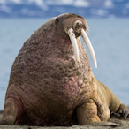 SaturnClans's Avatar'