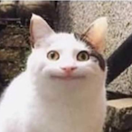 MEW0CAT's Avatar'