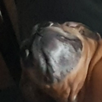 GuffyThePug's Avatar'