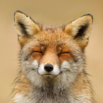 Winterfox874's Avatar'