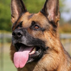 froglion87's Avatar'