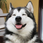 X_HuskY_Y's Avatar'