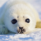 Sealcantaim's Avatar'