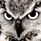 Ouwls's Avatar'